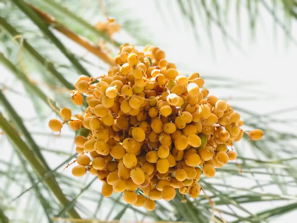 daktyle pożyteczny owoc